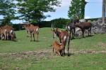 2013 07 06 beauval 063